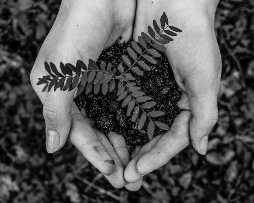 Hands supporting a young plant as a symbol of respect for the planet, slow fashion, and sustainability